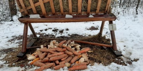 23-01-2023 Wyjazd na dokarmianie zwierzyny